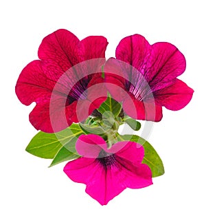 Beautiful flower pink petunia