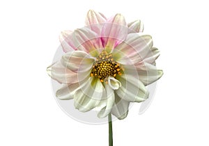 Beautiful flower, pink and white dahlia flower isolated on white background