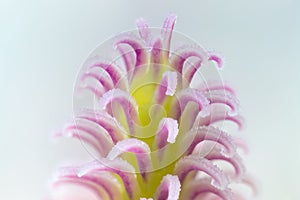 Beautiful flower pistil closeup