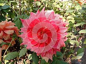 Beautiful flower plant daheliya input pink colour photo