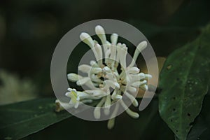 Beautiful flower plant in the national park of Malaysia