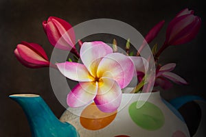 Beautiful flower plumeria or frangipani in teapot
