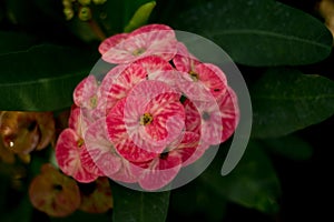 Beautiful flower, Poi Sian flowers in garden on blur background