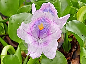 Beautiful flower on a ponds hyacint water photo
