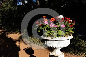 Beautiful Flower Pot Filled with Colorful Flowers at the Buenos Aires Botanical Garden