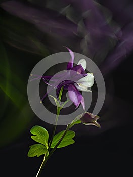 Beautiful flower of purple aquilegia vulgaris,bud,stem.Ranunculaceae in low key on black backgrop,colored streaks behind