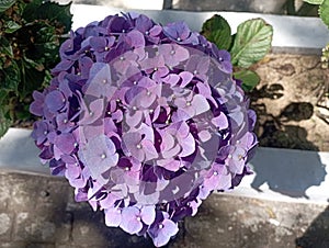 Beautiful Flower Purple Hortensia in the morning