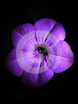 Beautiful flower purple leaves blackbackground close-up macro photo