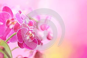 Beautiful flower of purple orchid
