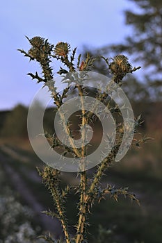 Beautiful flower of purple thistle. Big tree at background. Burdock thorny flower close-up. Flowering thistle or milk thistle.