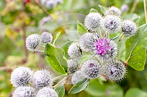 Beautiful flower of purple thistle. Pink flowers of burdock burdock. Burdock thorny flower close-up. Flowering thistle or milk