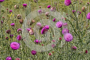 Beautiful flower of purple thistle. Pink flowers of burdock. Burdock thorny flower close-up. Flowering thistle or milk thistle.