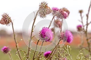 Beautiful flower of purple thistle. Pink flowers of burdock. Burdock thorny flower close-up. Flowering thistle or milk thistle.