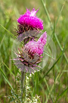 Beautiful flower of purple thistle. Pink flowers of burdock. Burdock thorny flower close-up. Flowering thistle or milk thistle.