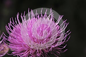 Beautiful flower of purple thistle. Pink flowers of burdock. Burdock thorny flower close-up. Flowering thistle or milk thistle.