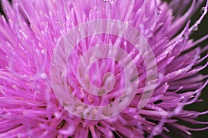 Beautiful flower of purple thistle. Pink flowers of burdock. Burdock thorny flower close-up. Flowering thistle or milk thistle.