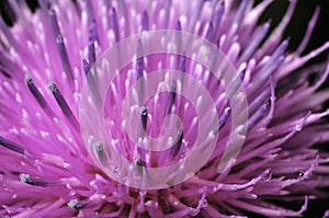 Beautiful flower of purple thistle. Pink flowers of burdock. Burdock thorny flower close-up. Flowering thistle or milk thistle.