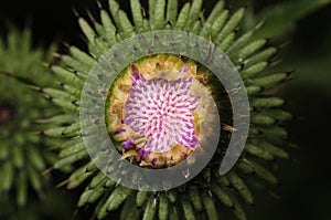 Beautiful flower of purple thistle. Pink flowers of burdock. Burdock thorny flower close-up. Flowering thistle or milk thistle.