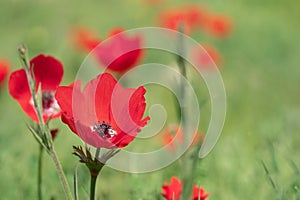 Beautiful flower of red anemona on the spring meadow