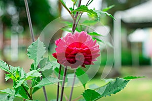 Beautiful flower of red dahlia