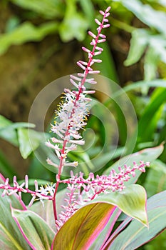 Beautiful flower of red edge plant-Cordyline fruticosa.