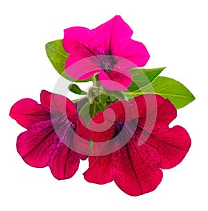 Beautiful flower red petunia