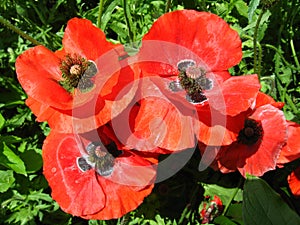 Beautiful flower of red poppy