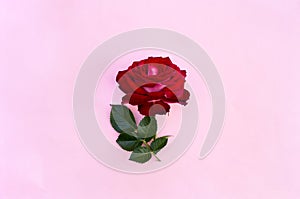 Beautiful flower red rose with space for text on a pink paper background. Top view, flat lay