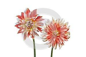 Beautiful flower, red and white dahlia flowers isolated on white background
