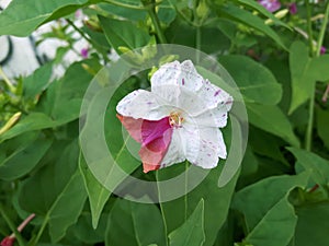 Beautiful flower in red and white lilac tones! photo