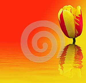 Beautiful flower on red - yellow background