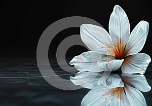 Beautiful flower on a reflective surface minimalist black background