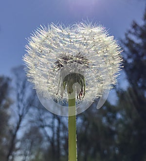 Beautiful flower retaining the petals before being blown by the wind photo