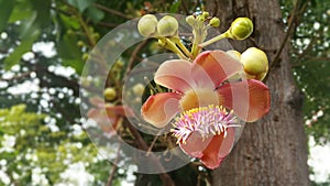 Beautiful flower robusta in Thailand.