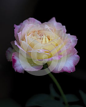 Beautiful flower rose
