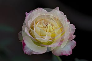 Beautiful flower rose