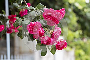 Beautiful flower rose blossom in nature garden with and green leaves, blur background. Detail of red roses