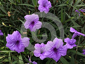 Beautiful Flower Ruellia Mexicana Pitunia