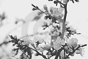 beautiful flower, sakura season and cherry blossom in japan (soft focus, black and white photo)