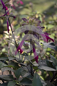 BEAUTIFUL FLOWER SALVIA INVOLUCRATA, IN VIOLET, FUCHIA, PURPLE COLORS WITH GREEN LEAVES photo