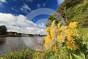 Beautiful Flower and Scene of River Dee - Aberdeen