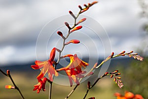 Hermoso flor en sombras de 