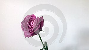 Beautiful flower. Single pink rose on white background