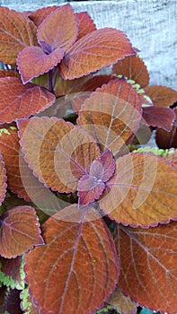 Beautiful flower of Solenostemon scutellarioides