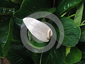 beautiful flower spathiphyllum wallisii dancing with wonderful rain