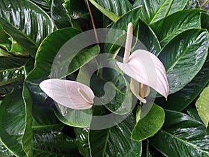 beautiful flower spathiphyllum wallisii dancing with wonderful rain