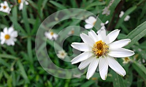 Beautiful flower in sri lanka