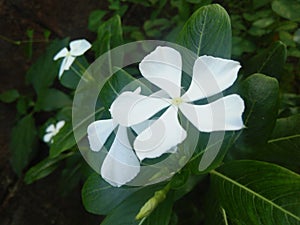 Beautiful flower of sri lanka photos