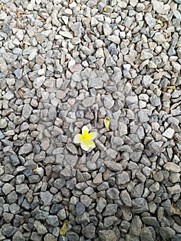 beautiful flower on the stone