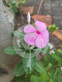 Beautiful Flower Tapak Dara